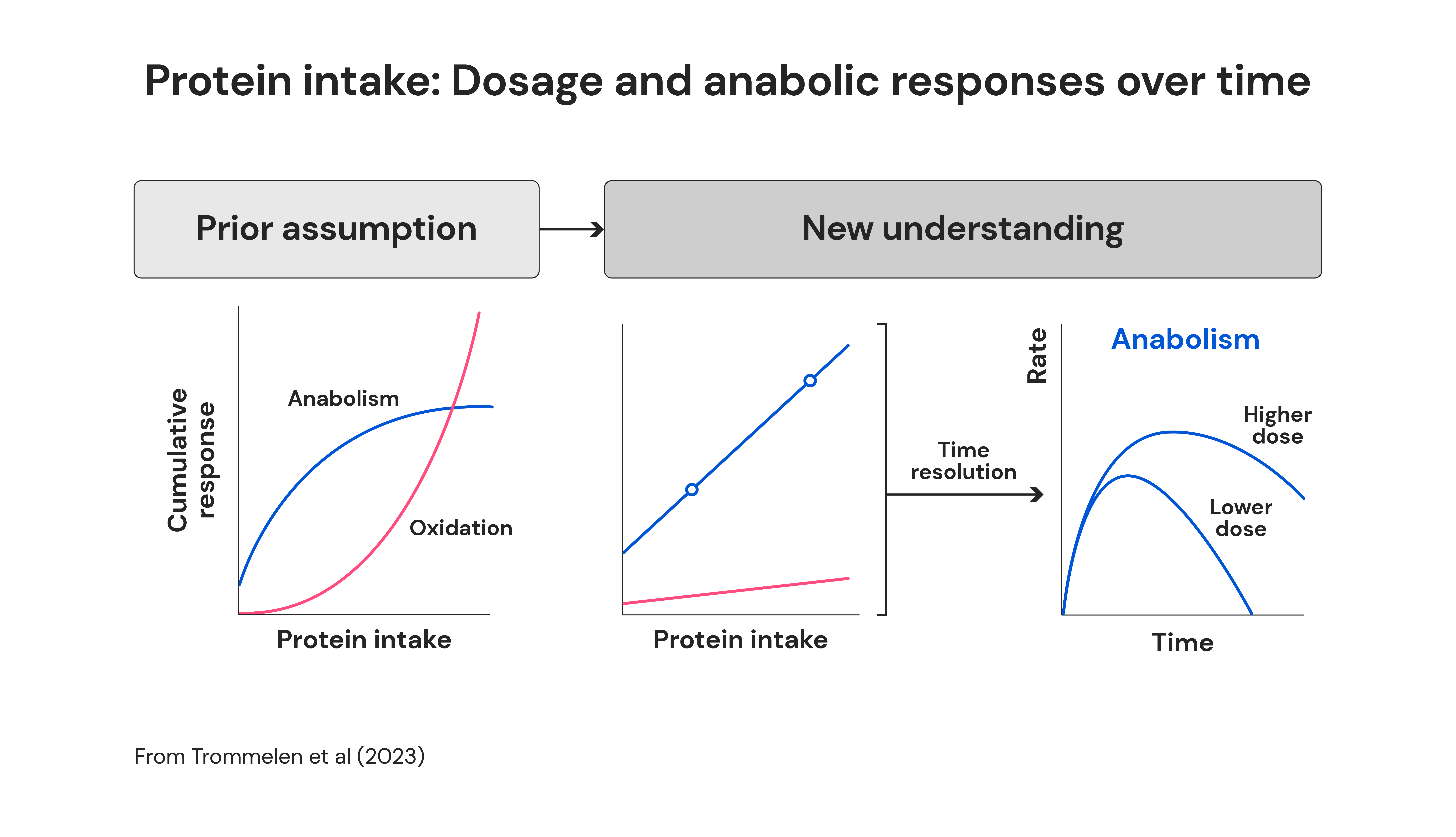 Protein intake: Dosage and anabolic response over time